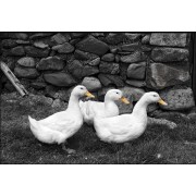 White Ducks White Ducks